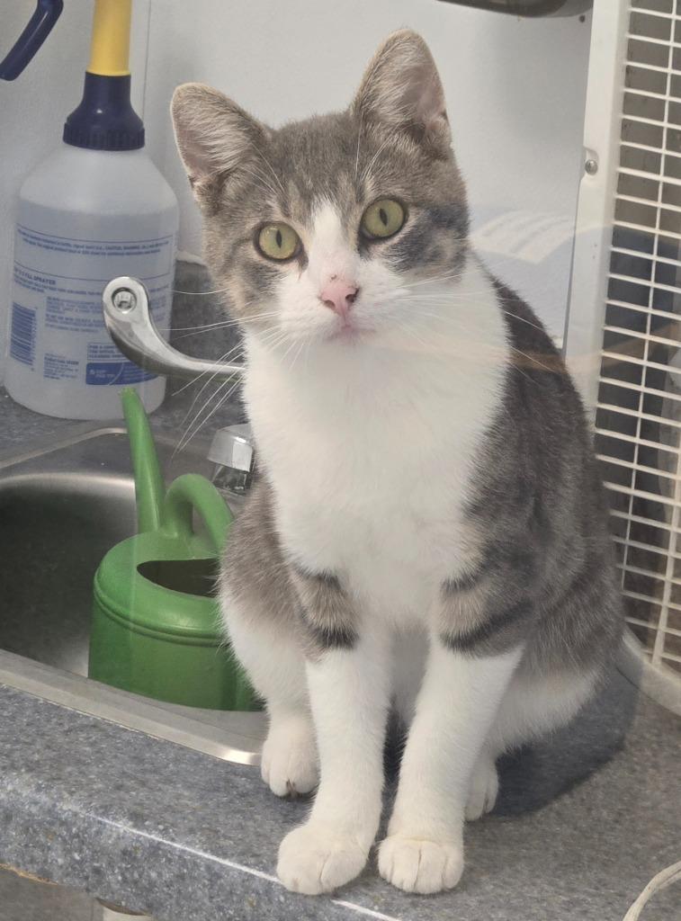 Enlarge Clyde, a Adoptable mixed breed in Viroqua, WI image 4/5