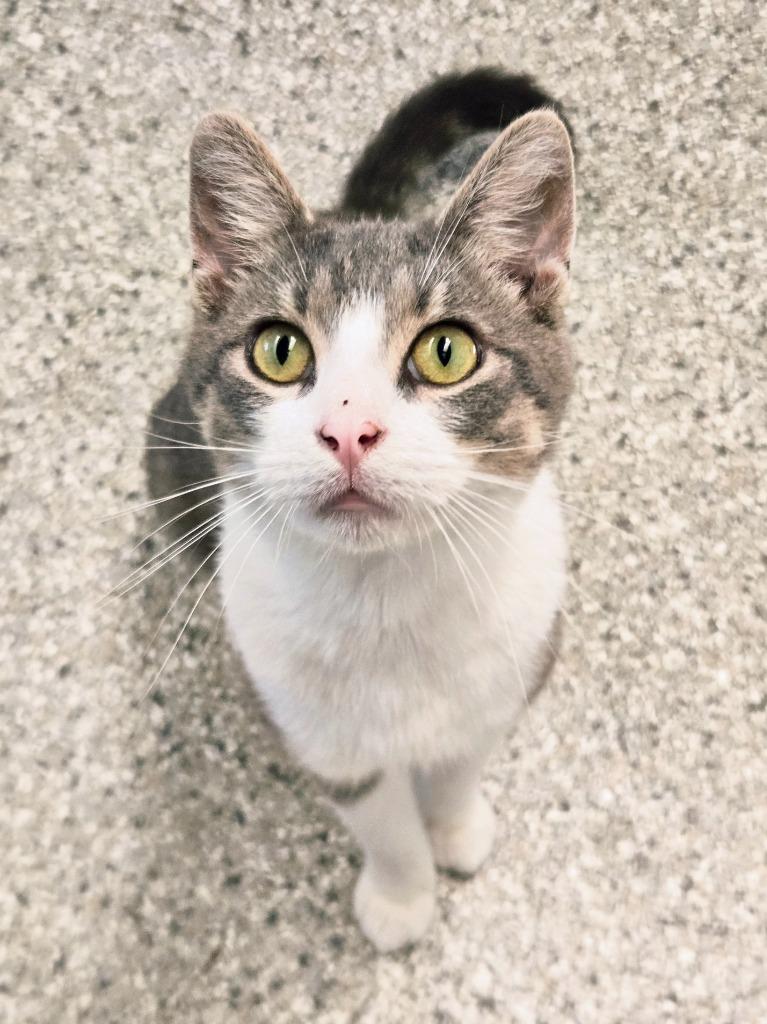 Enlarge Clyde, a Adoptable mixed breed in Viroqua, WI image 5/5