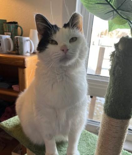 Sugaree, Adult Female American Shorthair