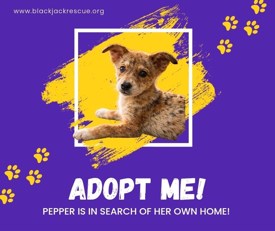 Enlarge Pepper, a ADOPTABLE mixed breed in Charlotte, NC image 4/5