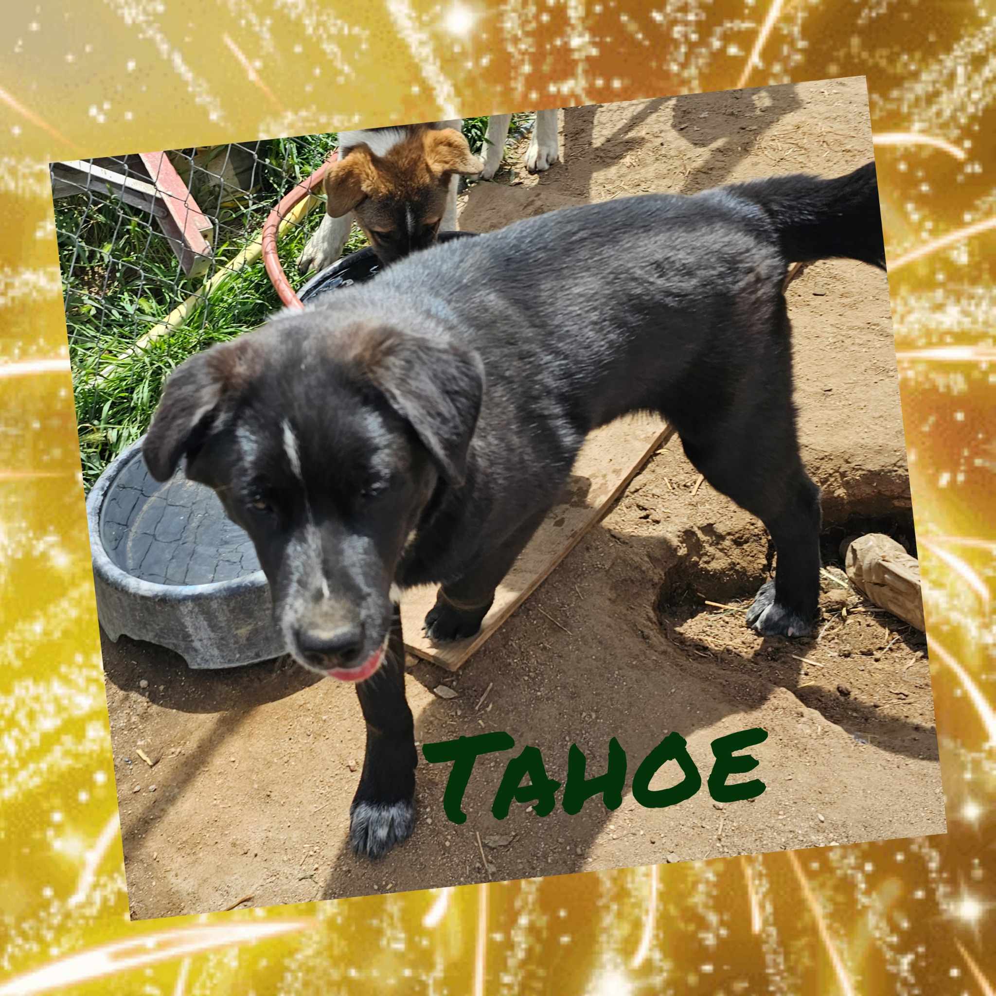 Tahoe