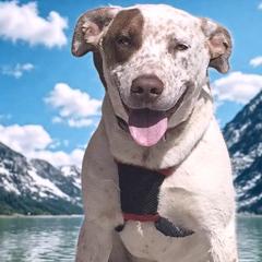 Benny, Adoptable, Adult Male Catahoula Leopard Dog.