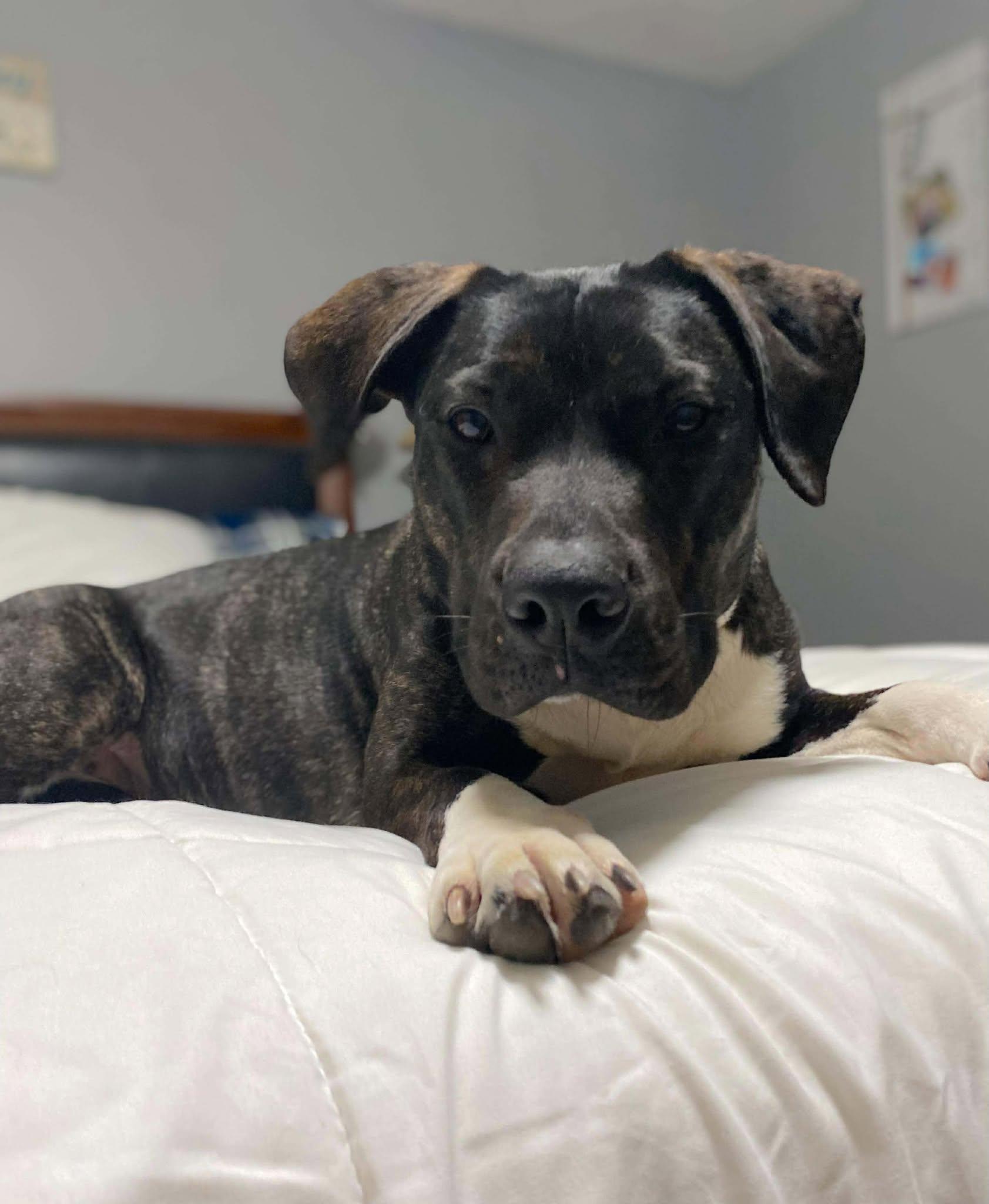 Enlarge Smuckers, a ADOPTABLE Mixed Breed in Northwood, NH image 5/6