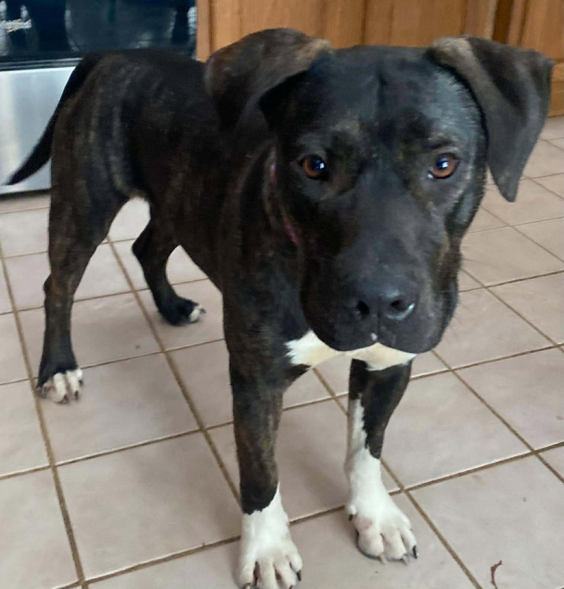 Enlarge Smuckers, a ADOPTABLE Mixed Breed in Northwood, NH image 3/6