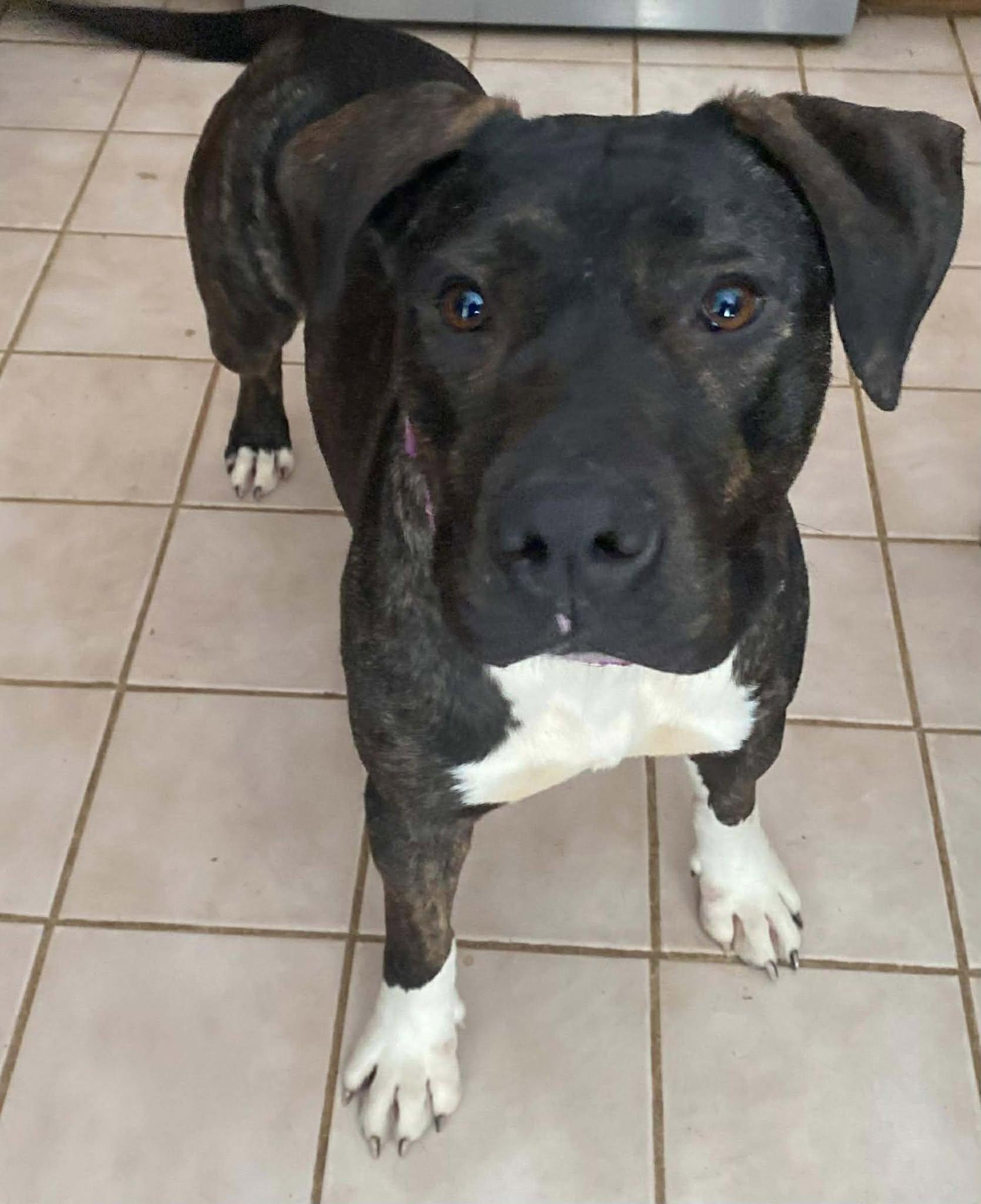 Enlarge Smuckers, a ADOPTABLE Mixed Breed in Northwood, NH image 2/6