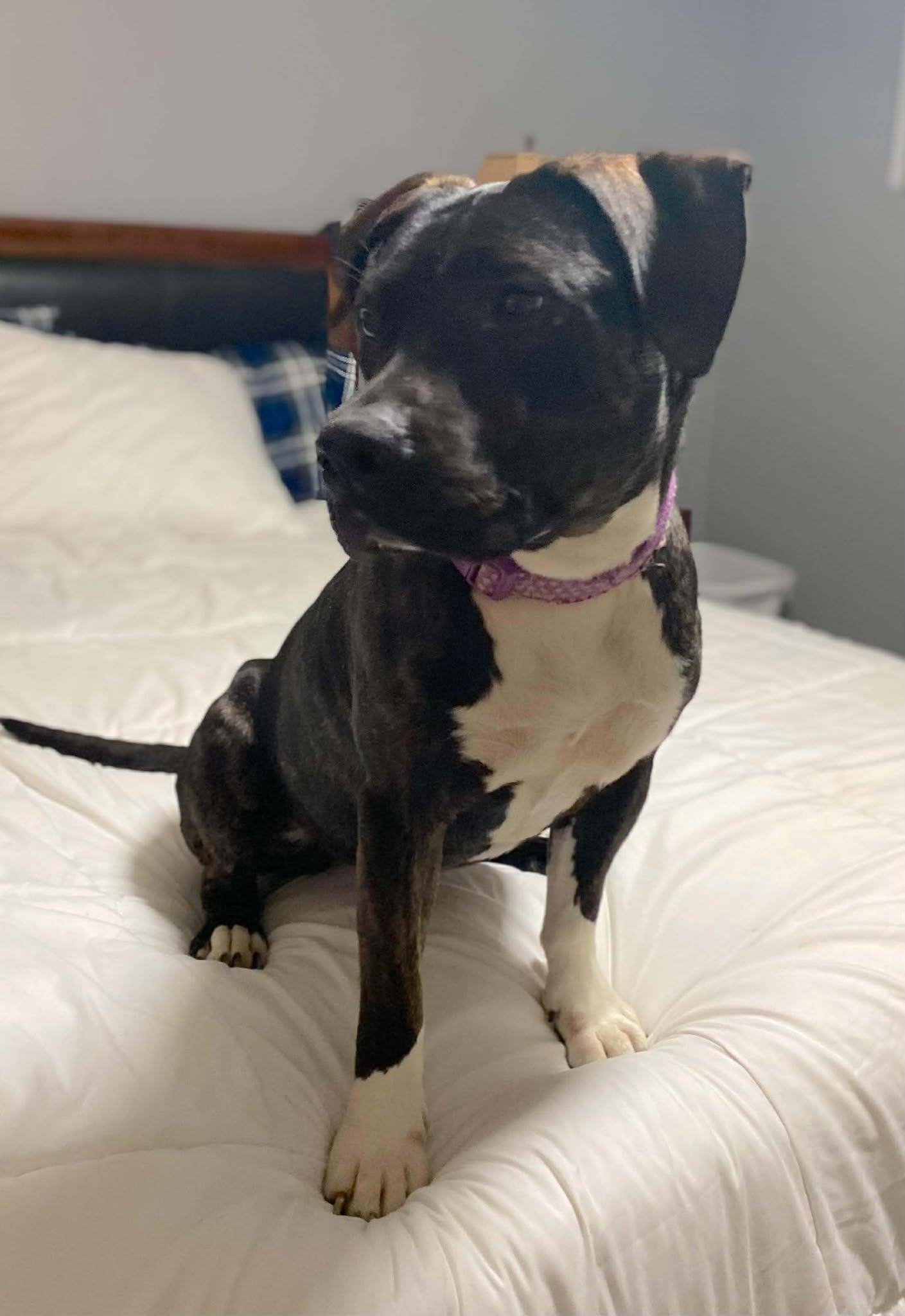 Enlarge Smuckers, a ADOPTABLE Mixed Breed in Northwood, NH image 4/6