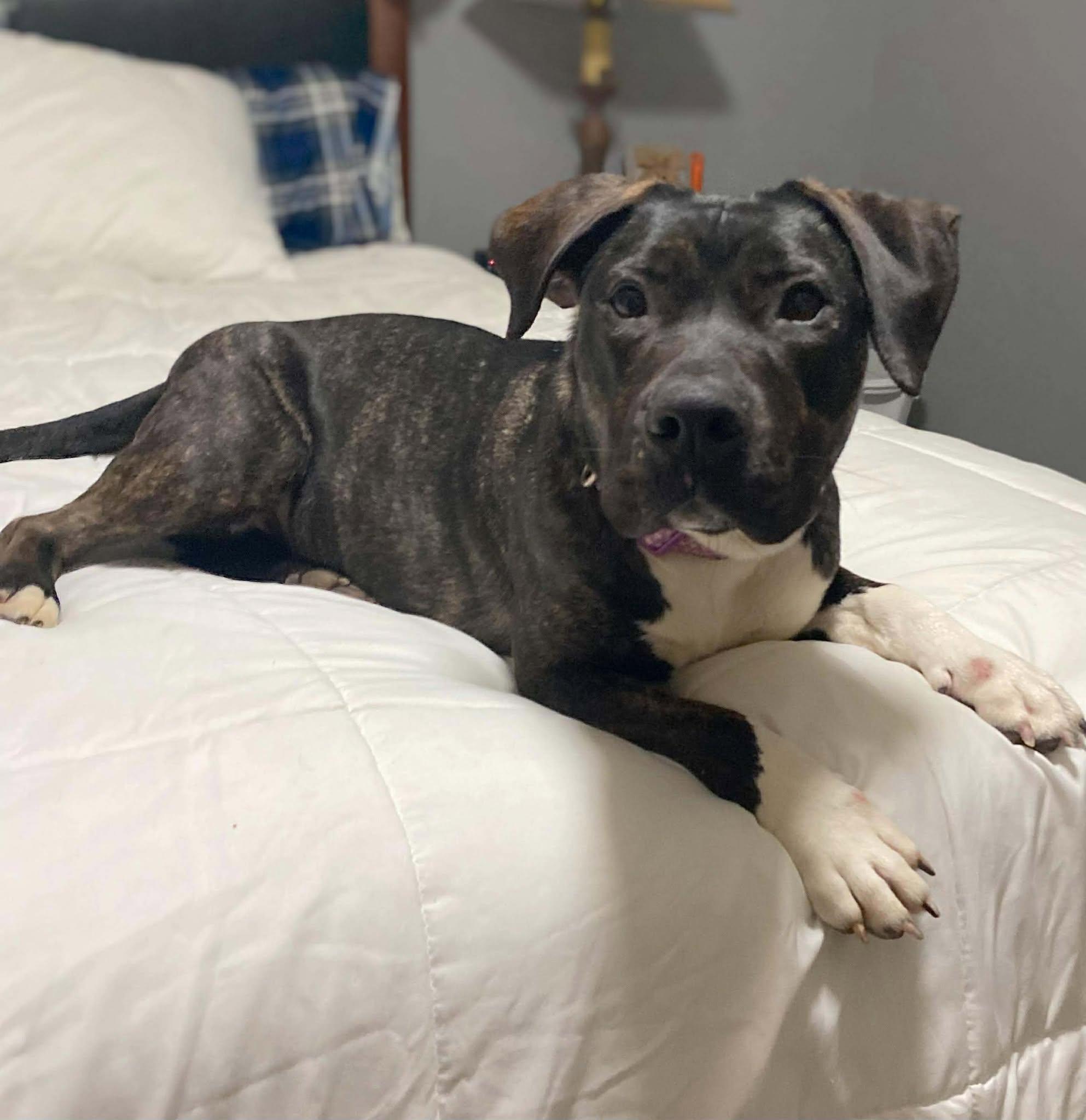 Enlarge Smuckers, a ADOPTABLE Mixed Breed in Northwood, NH image 1/6