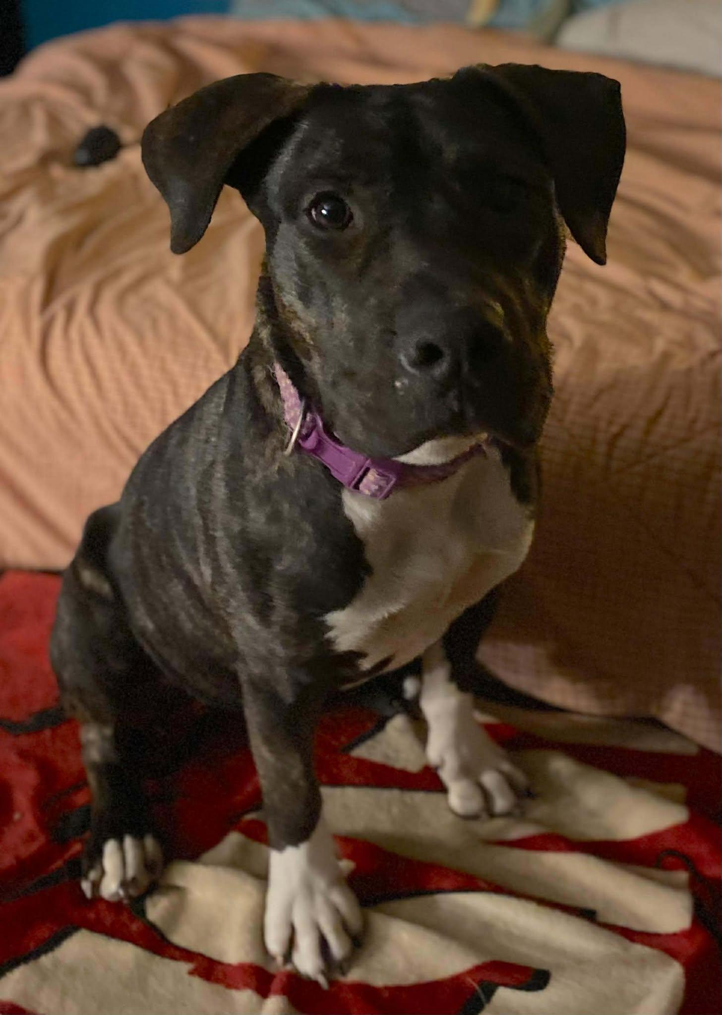 Enlarge Smuckers, a ADOPTABLE Mixed Breed in Northwood, NH image 6/6