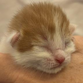Enlarge Abigail, a Adoptable Domestic Short Hair in Greensboro, GA image 1/2