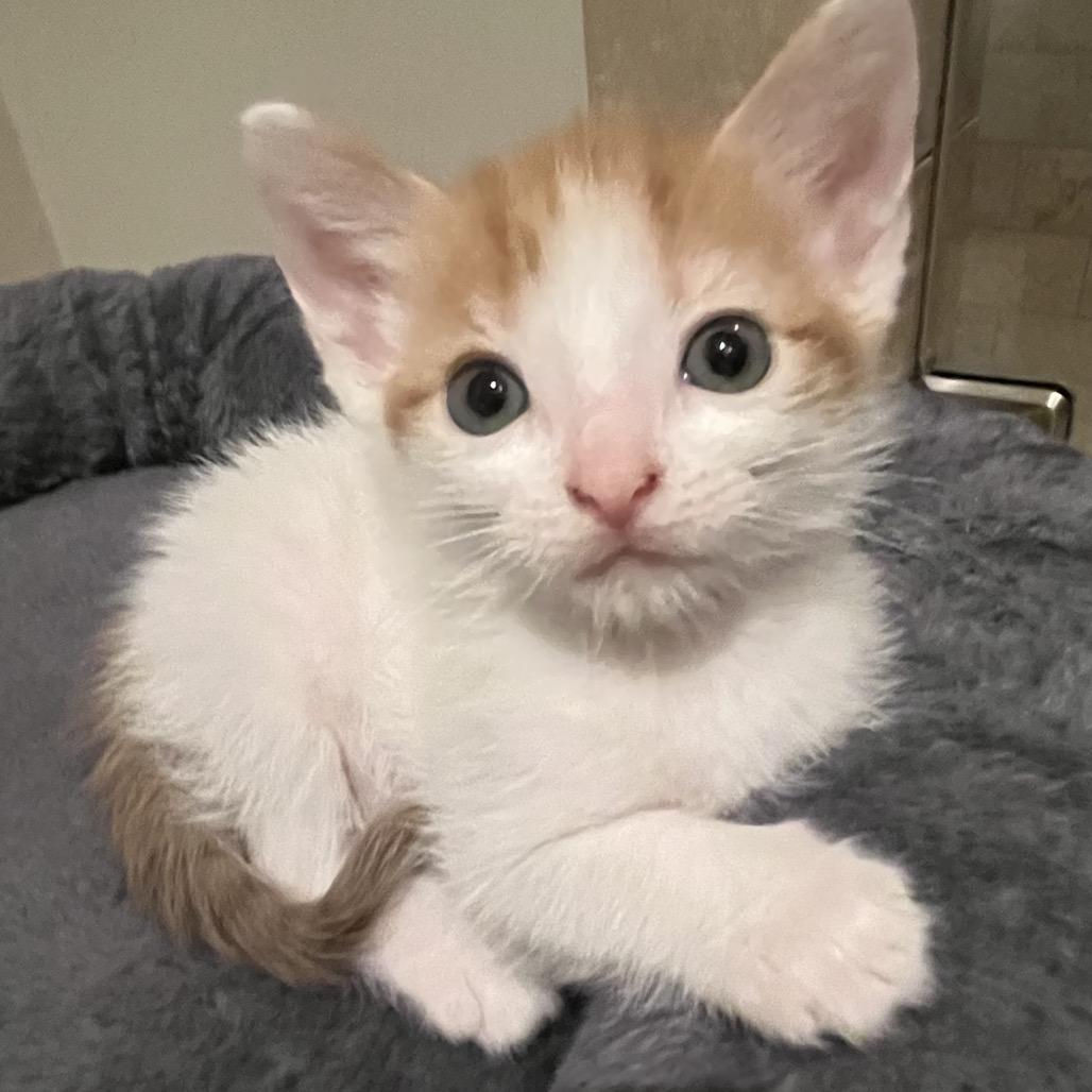 Enlarge Abigail, a Adoptable Domestic Short Hair in Greensboro, GA image 2/2