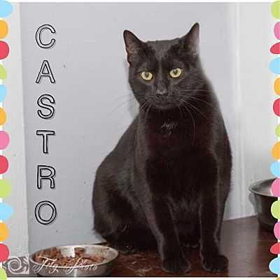 Castro, Adopted, Young Male American Shorthair & American Shorthair.