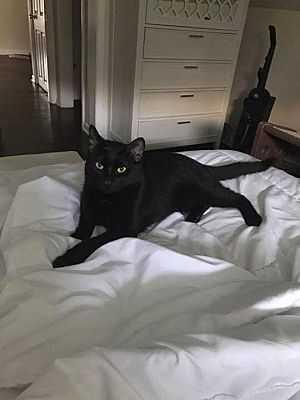 Enlarge Castro, a Adopted mixed breed in Poplar Grove, IL image 2/3