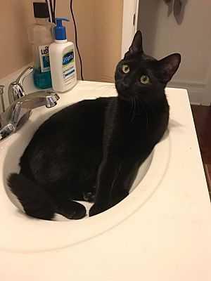 Castro, Adopted, Young Male American Shorthair & American Shorthair.