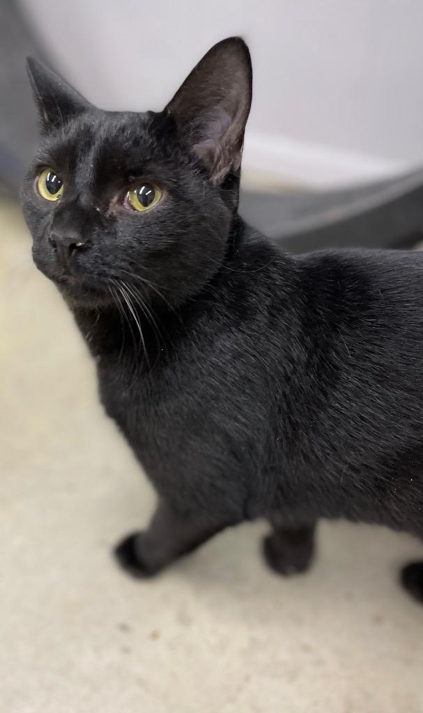 Granite, Adoptable, Adult Male Domestic Short Hair.