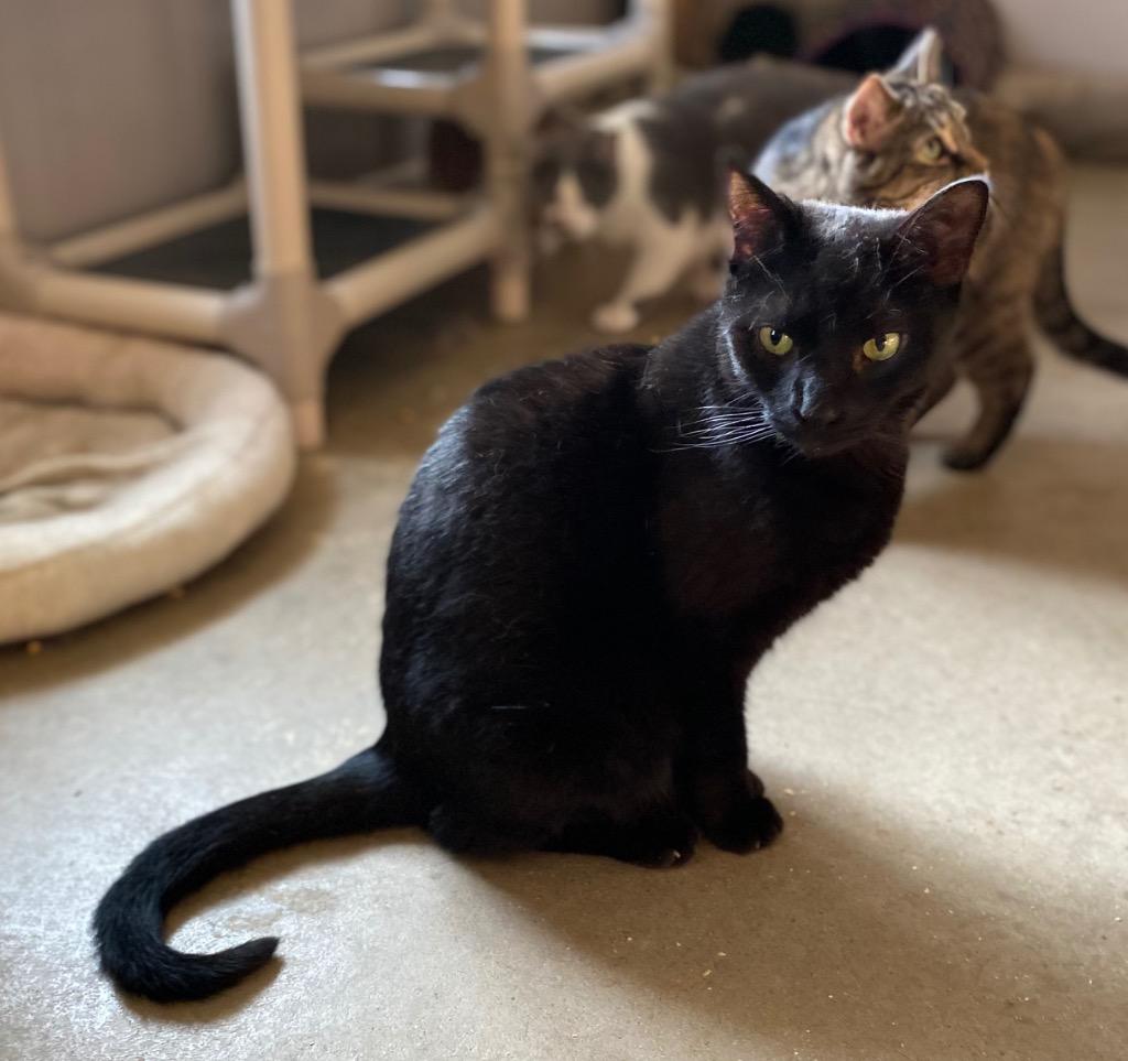 Enlarge Granite, a Adoptable mixed breed in Portland, IN image 2/4