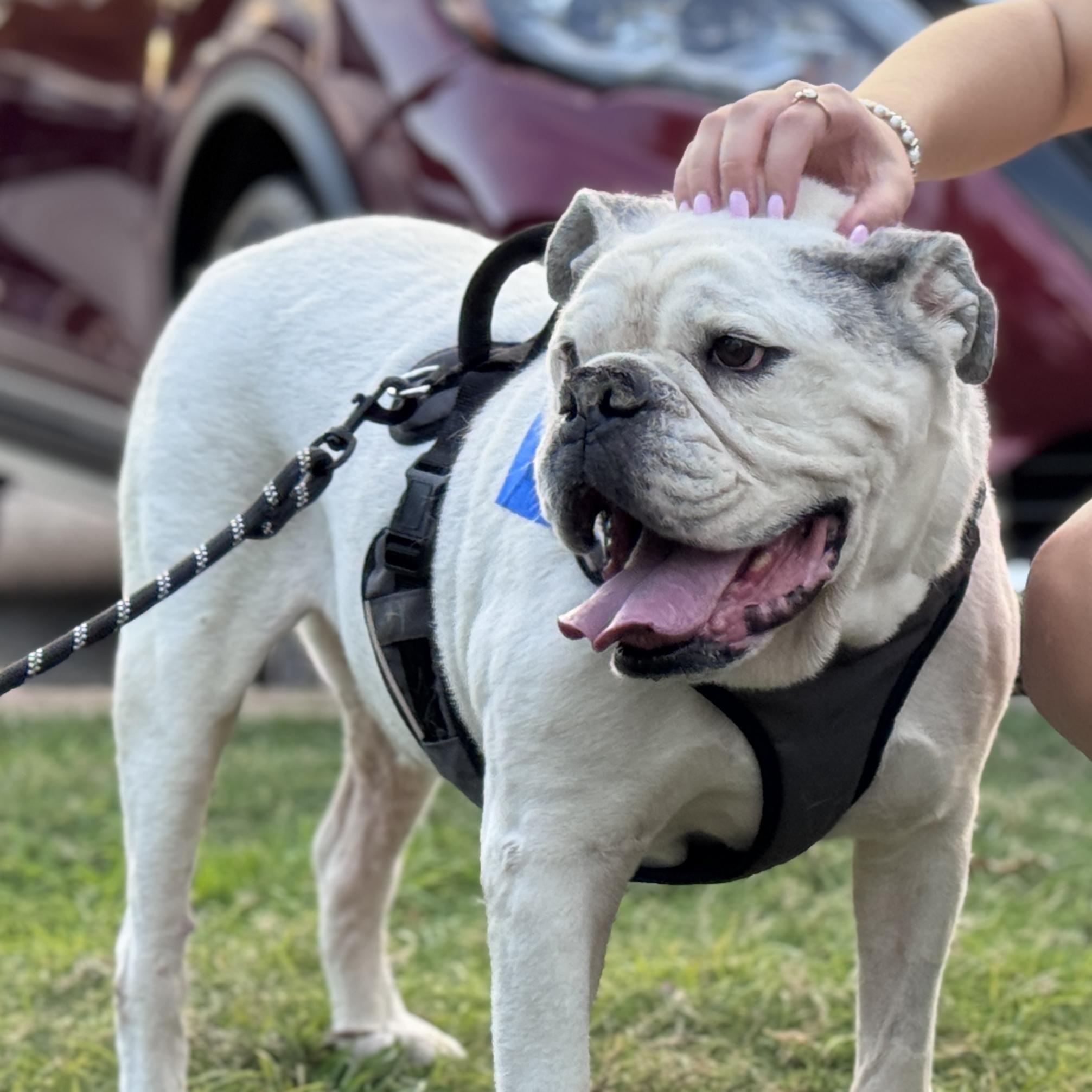 Enlarge Murph, a Adoptable mixed breed in Knoxville, TN image 1/6