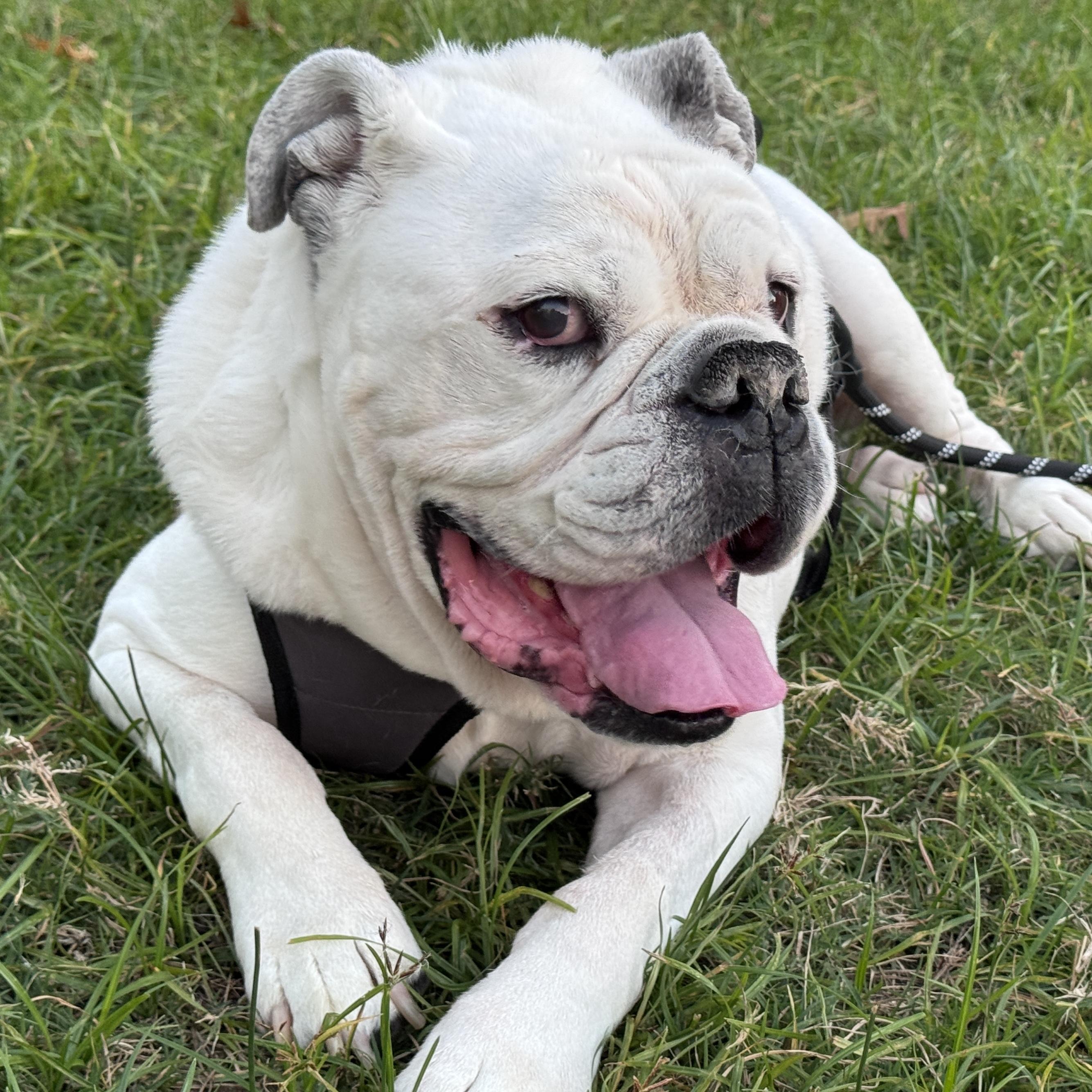 Enlarge Murph, a Adoptable mixed breed in Knoxville, TN image 3/6