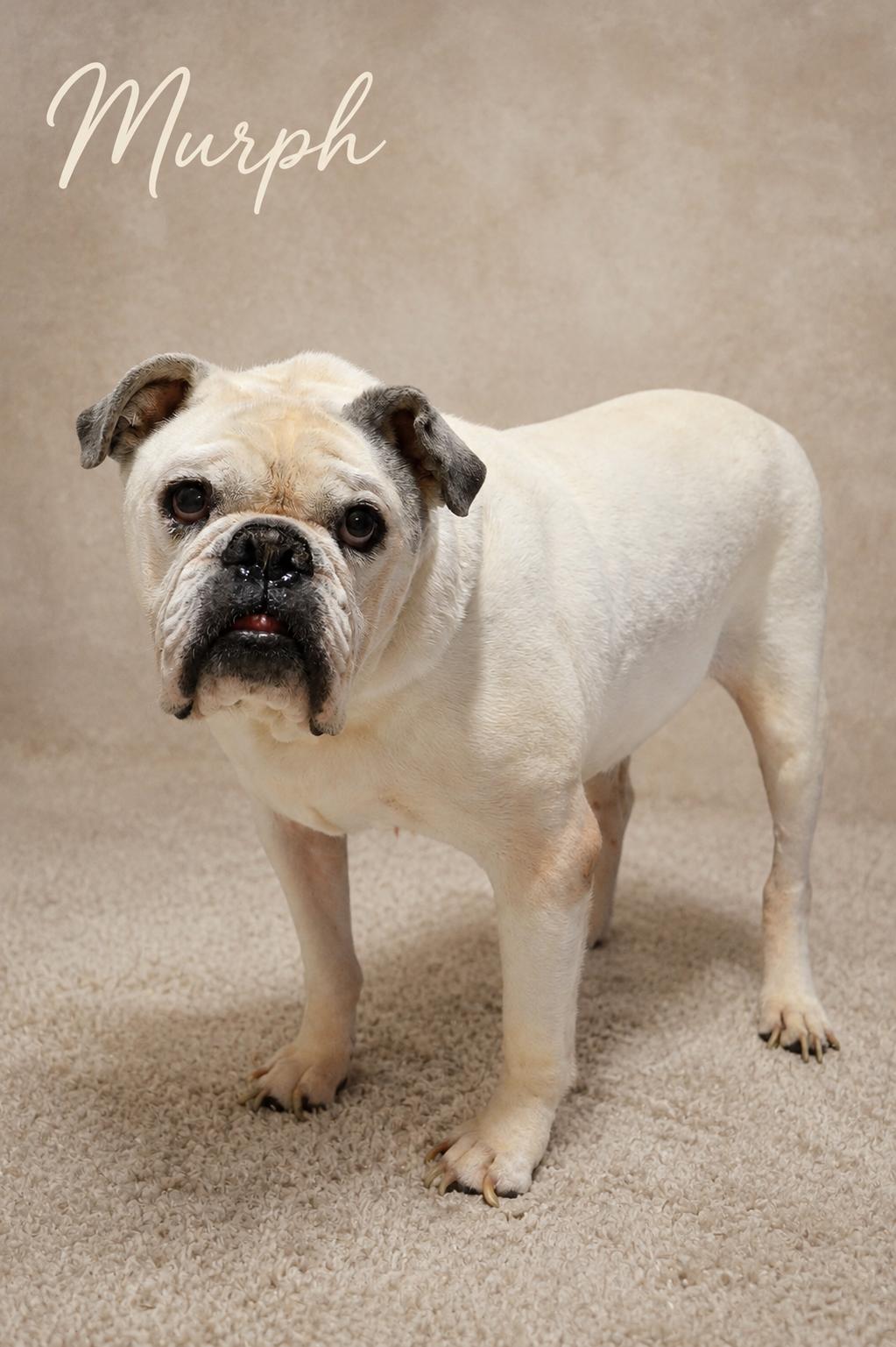 Enlarge Murph, a Adoptable mixed breed in Knoxville, TN image 4/6