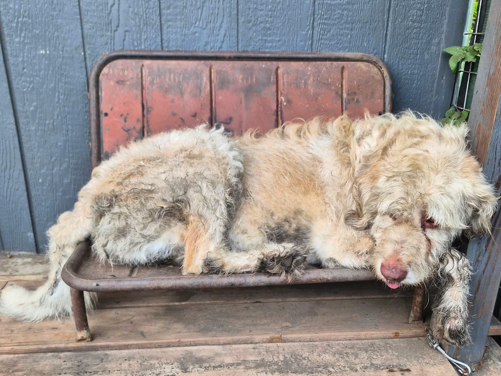 Scrappie, a ADOPTABLE mixed breed in Sawyer, ND image 6/6