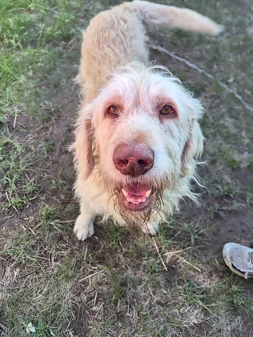 Scrappie, ADOPTABLE, Adult Male Poodle & Irish Wolfhound.
