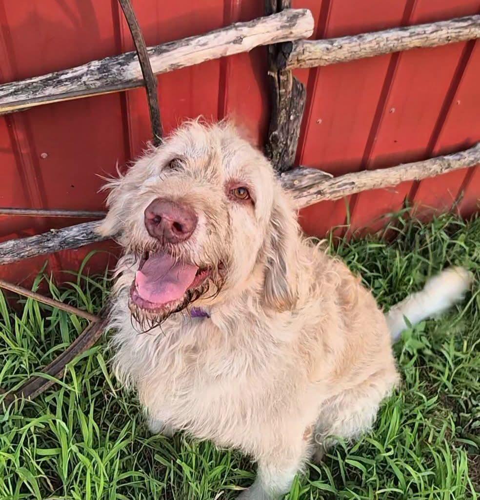 Scrappie, a ADOPTABLE mixed breed in Sawyer, ND image 5/6