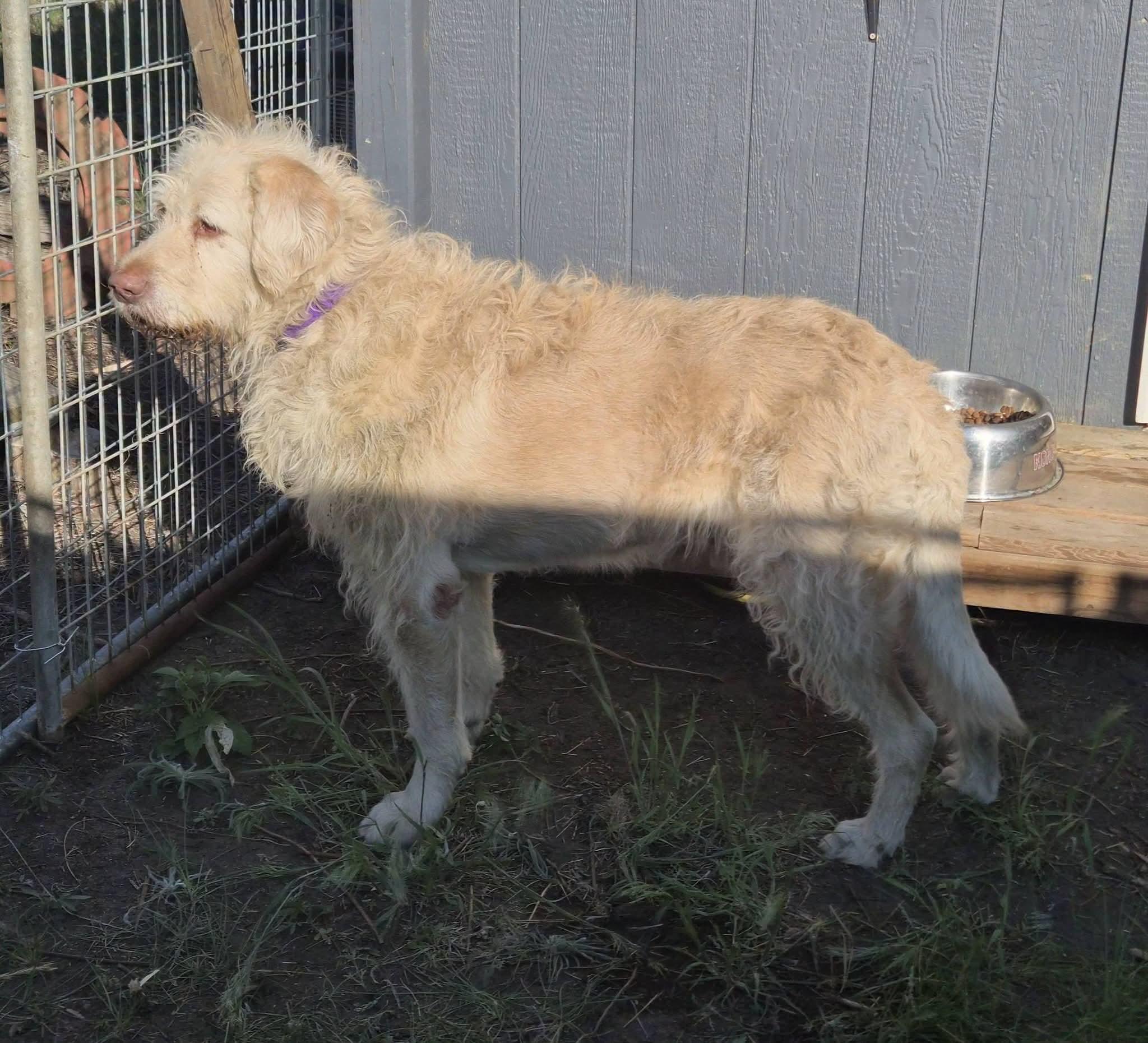 Scrappie, a ADOPTABLE mixed breed in Sawyer, ND image 2/6