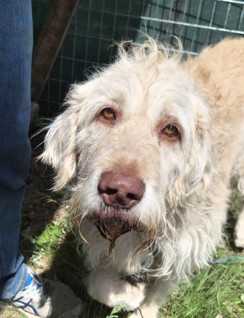 Scrappie, a ADOPTABLE mixed breed in Sawyer, ND image 3/6