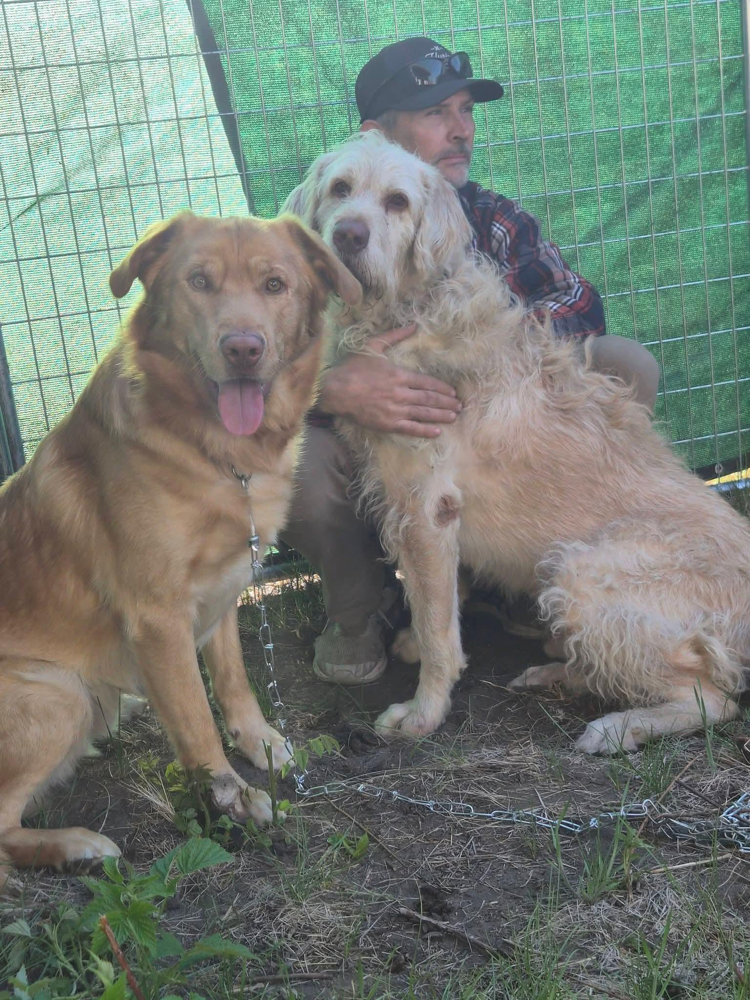 Scrappie, a ADOPTABLE mixed breed in Sawyer, ND image 4/6