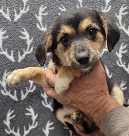 Vivian, Adoptable, Puppy Female Beagle & Mixed Breed.