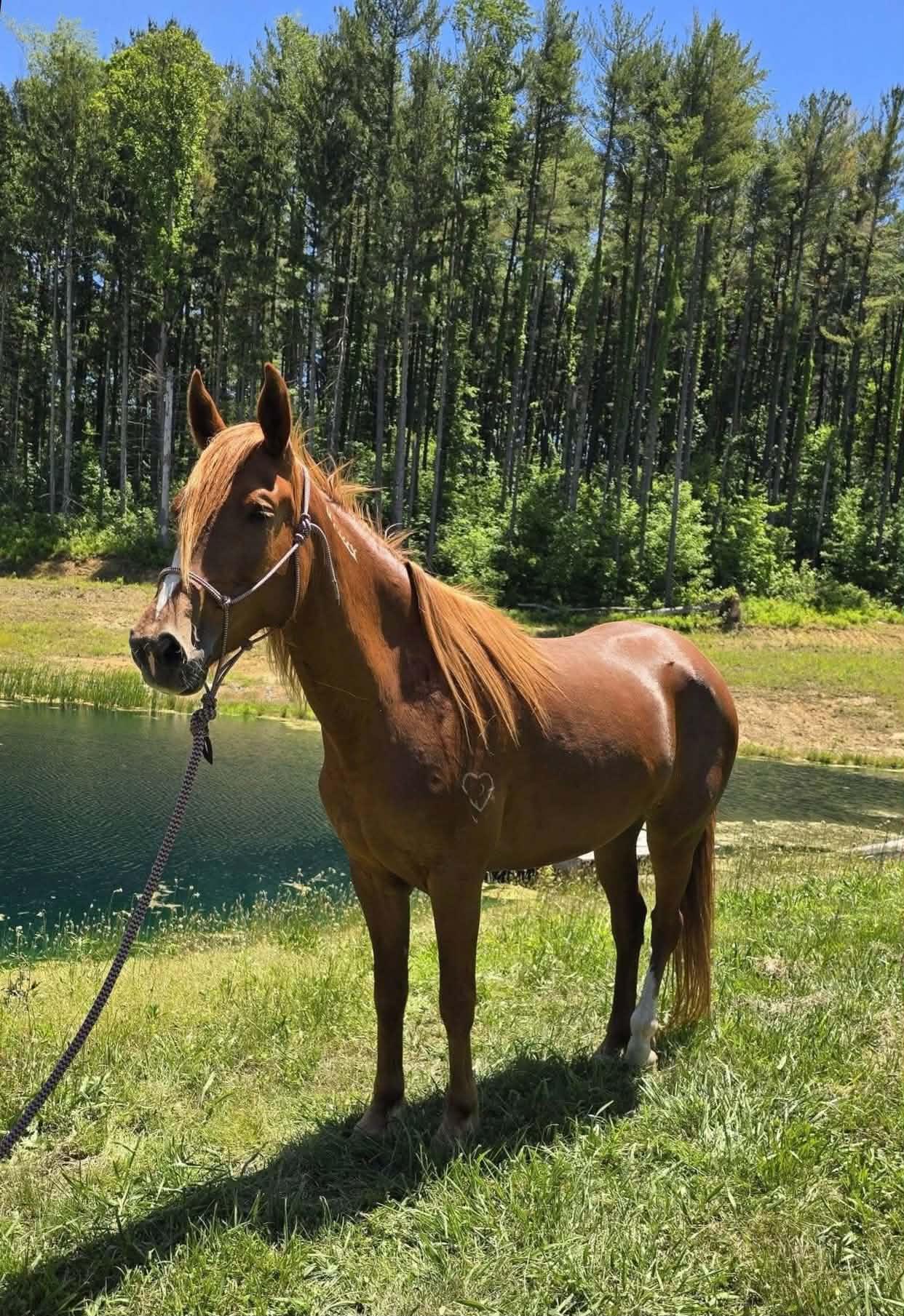 Enlarge Aniyah  ATFO 2026 Platinum Division, a Adoptable Mustang in Huntington, WV image 2/6