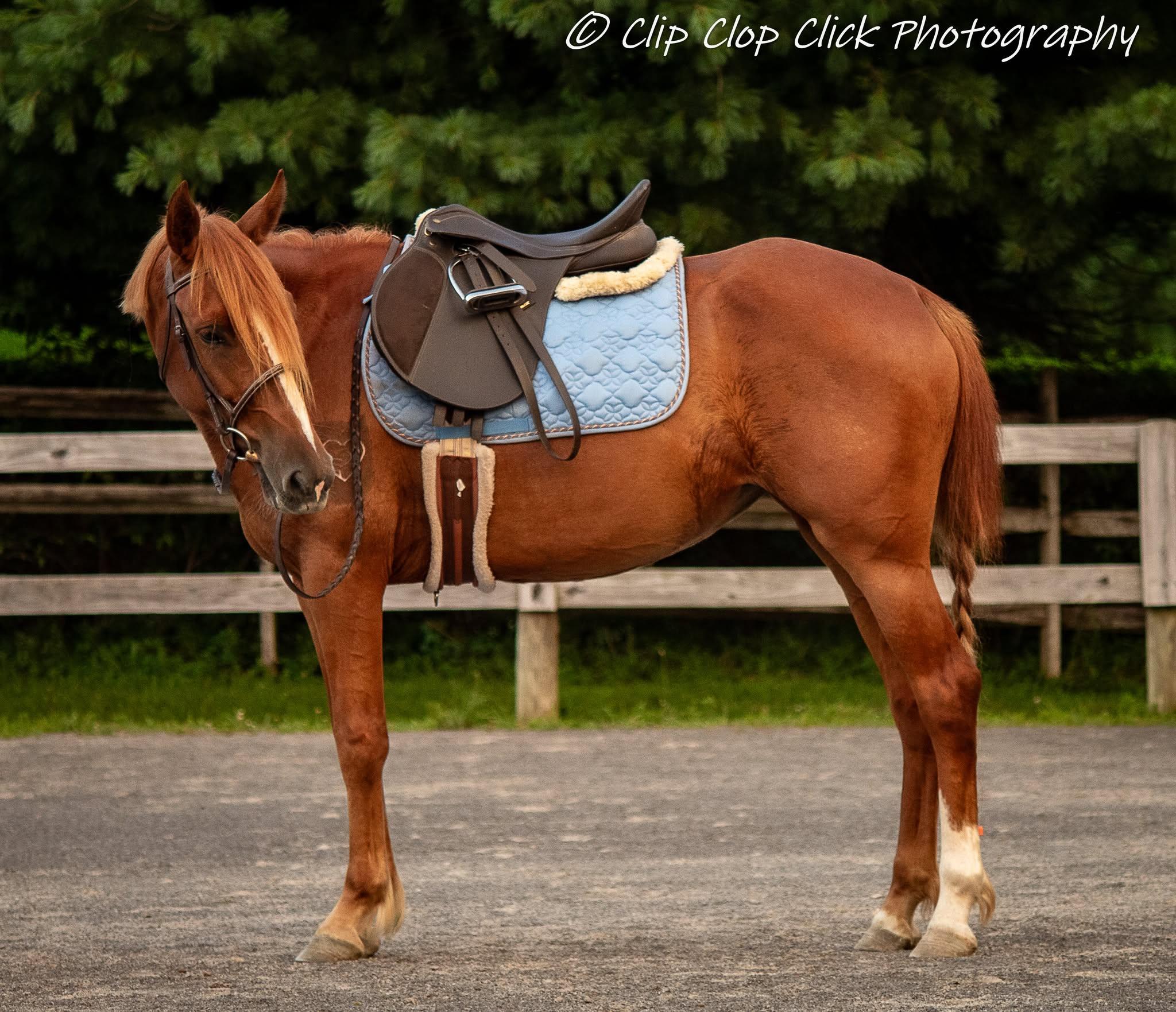 Enlarge Aniyah  ATFO 2026 Platinum Division, a Adoptable Mustang in Huntington, WV image 3/6