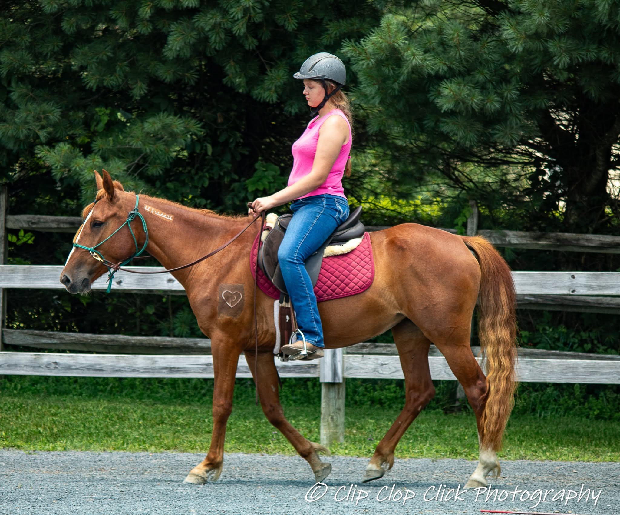 Enlarge Aniyah  ATFO 2026 Platinum Division, a Adoptable Mustang in Huntington, WV image 4/6