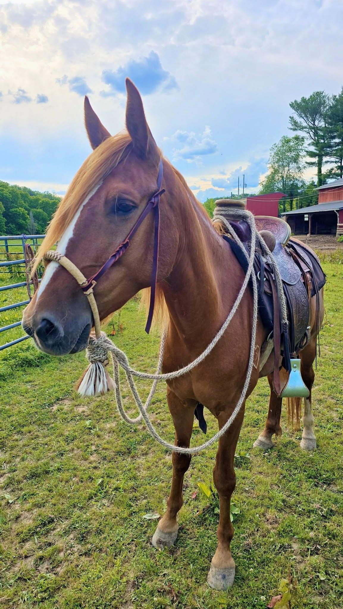 Enlarge Aniyah  ATFO 2026 Platinum Division, a Adoptable Mustang in Huntington, WV image 6/6