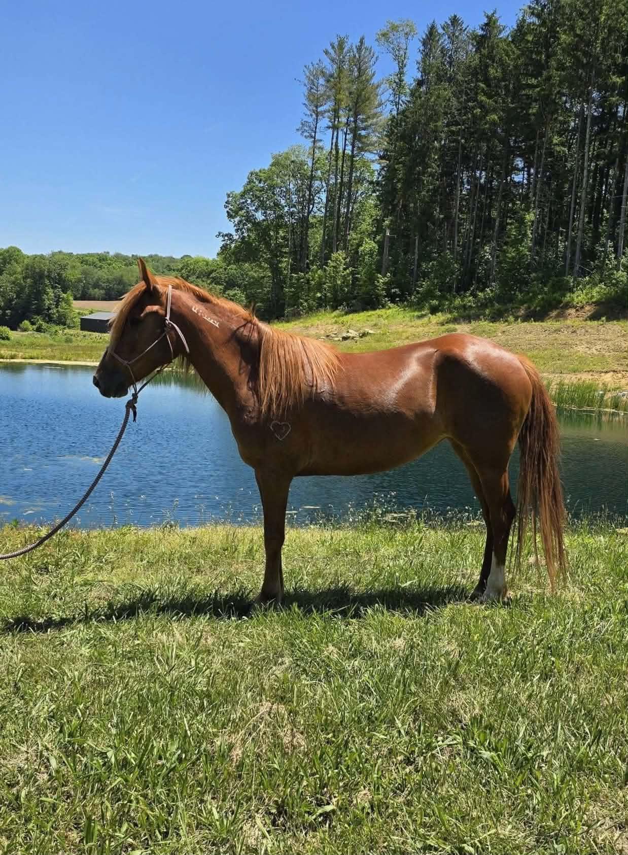 Aniyah ATFO 2026 Platinum Division, Adoptable, Young Female Mustang.