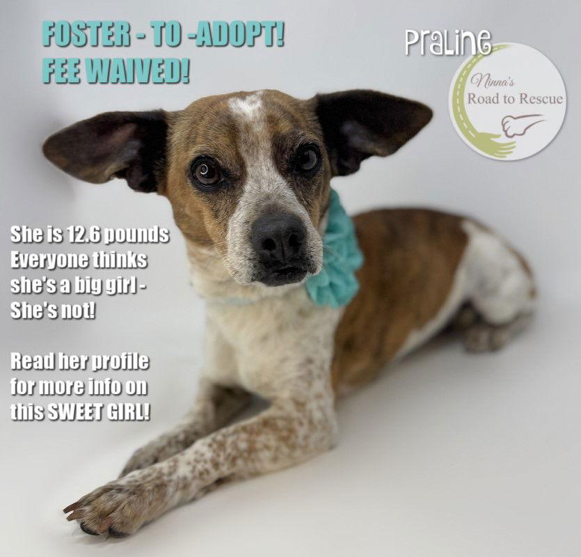 Enlarge Praline, a Adopted Dachshund in Benton, LA image 1/3