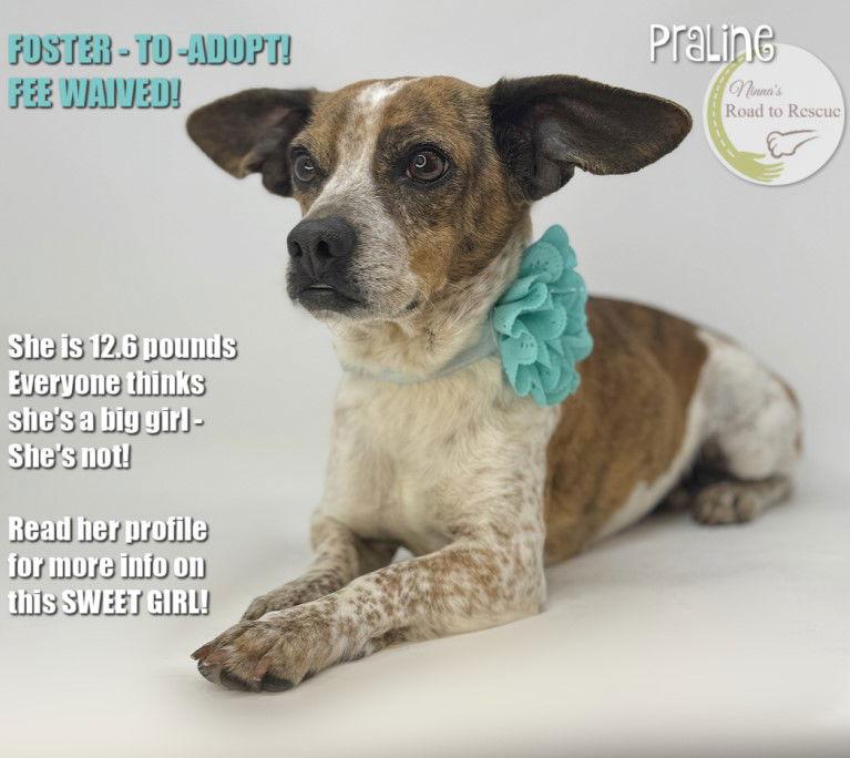 Enlarge Praline, a Adopted Dachshund in Benton, LA image 2/3