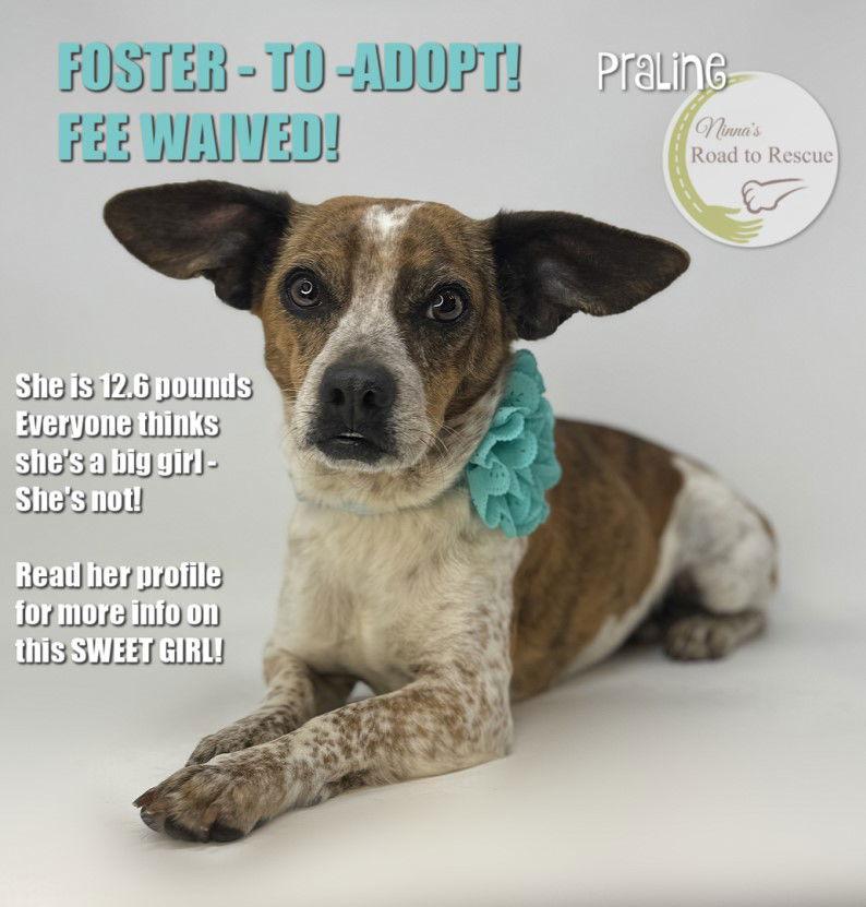 Enlarge Praline, a Adopted Dachshund in Benton, LA image 3/3