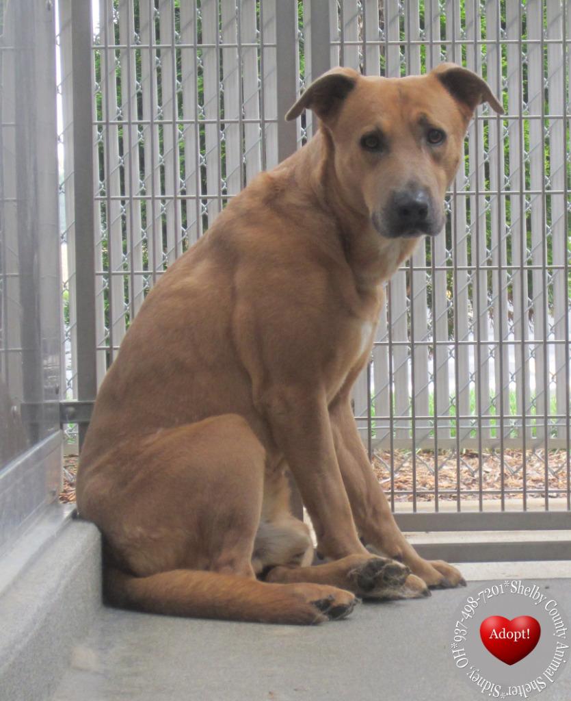 Enlarge Truffle Yrly 156, a Adoptable mixed breed in Sidney, OH image 1/6