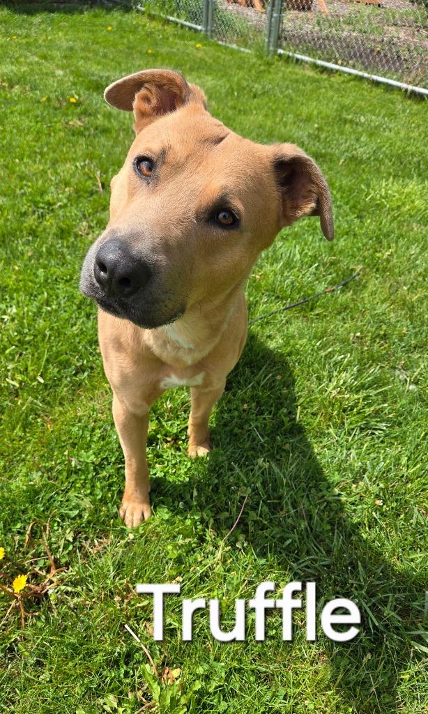 Enlarge Truffle Yrly 156, a Adoptable mixed breed in Sidney, OH image 2/6