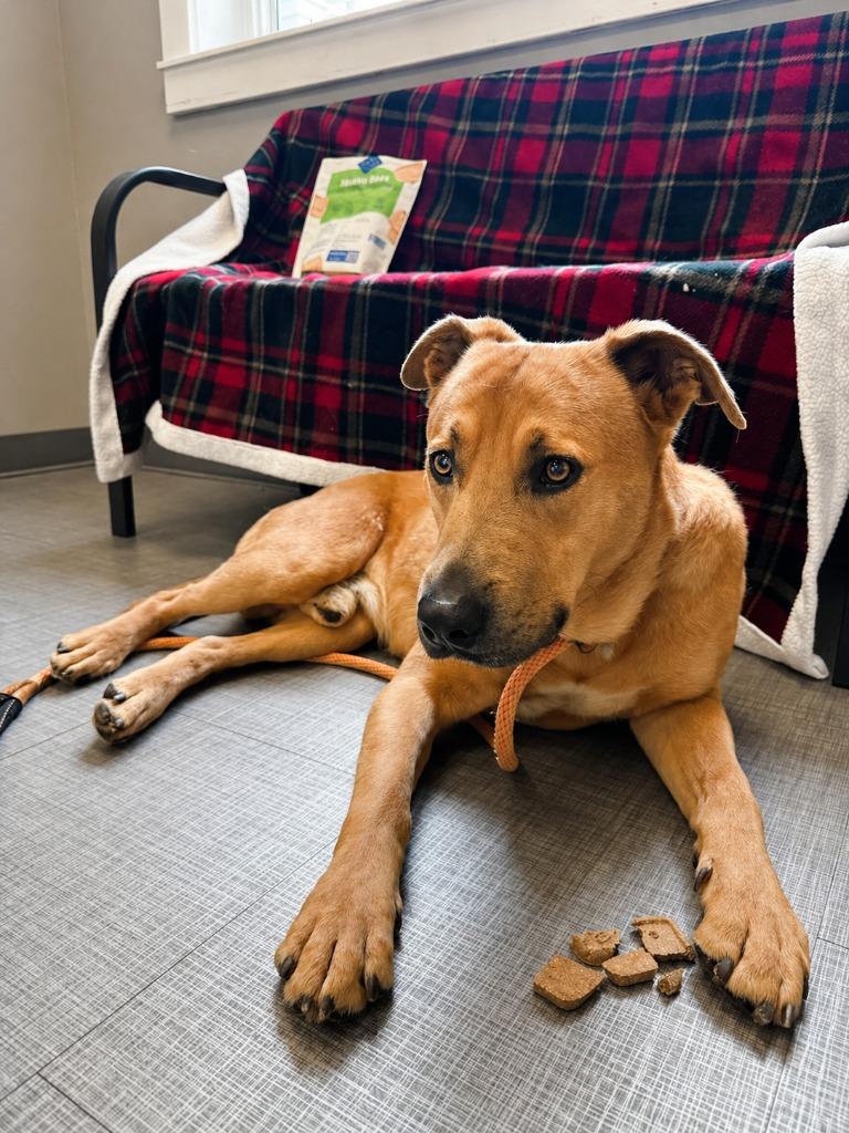 Enlarge Truffle Yrly 156, a Adoptable mixed breed in Sidney, OH image 3/6