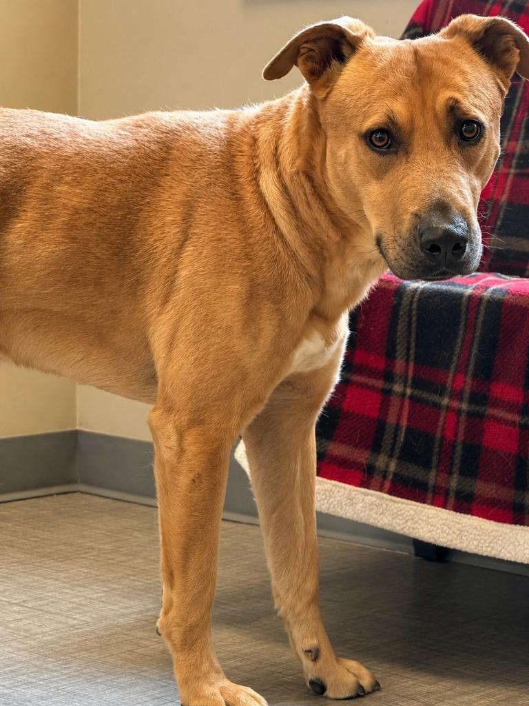 Enlarge Truffle Yrly 156, a Adoptable mixed breed in Sidney, OH image 4/6