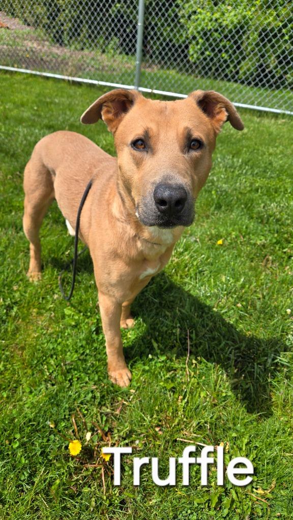 Enlarge Truffle Yrly 156, a Adoptable mixed breed in Sidney, OH image 5/6