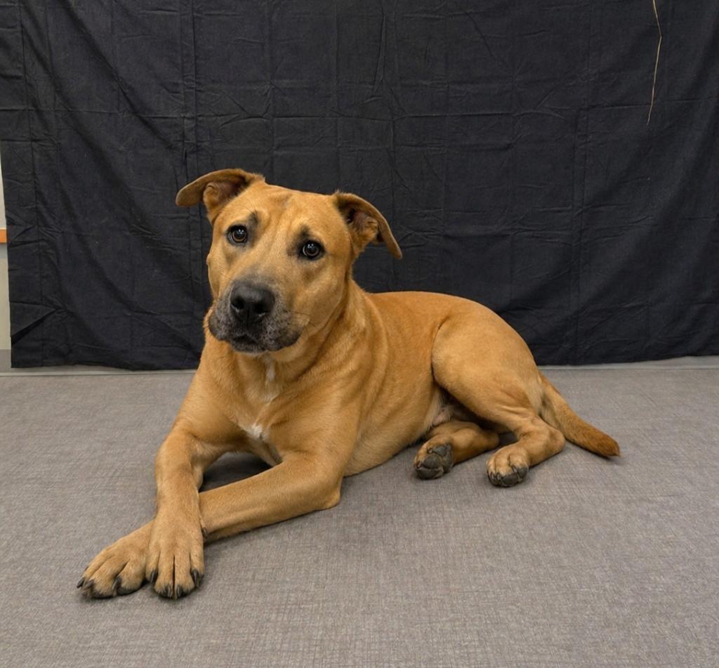 Enlarge Truffle Yrly 156, a Adoptable mixed breed in Sidney, OH image 6/6