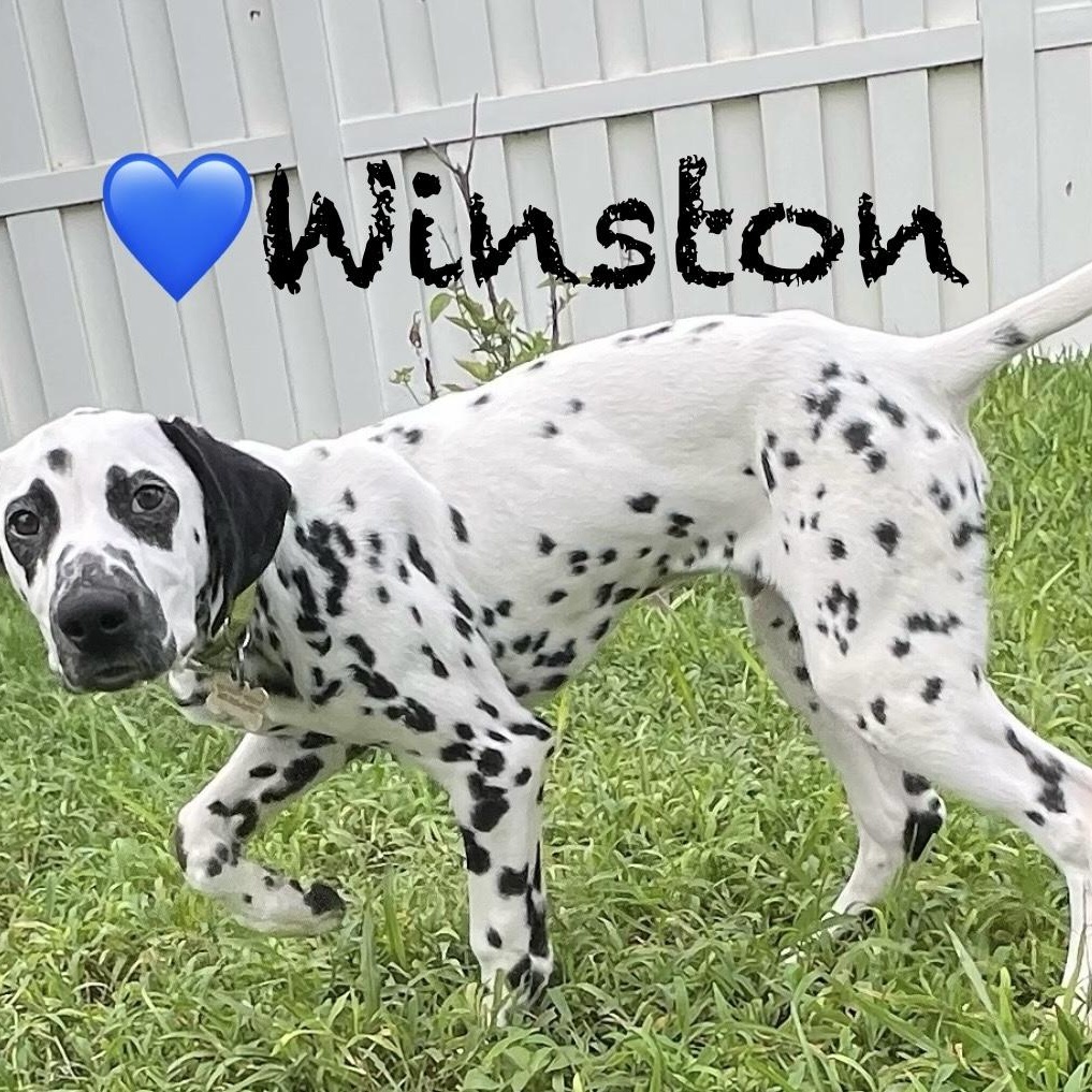 Winston, a Adopted Dalmatian in North Miami Beach, FL image 1/2