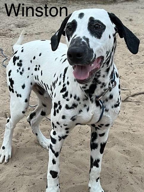 Winston, a Adopted Dalmatian in North Miami Beach, FL image 2/2