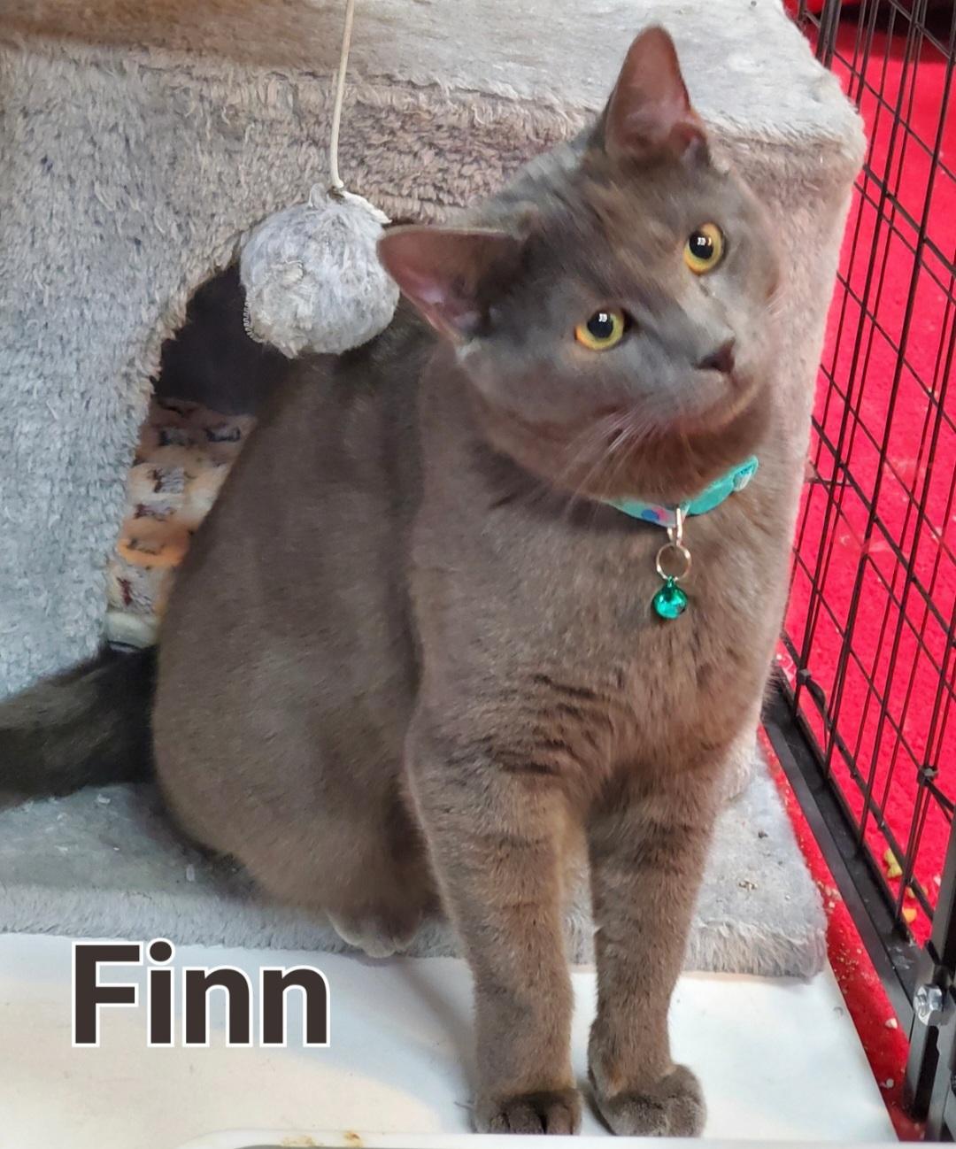 Enlarge Sawyer & Finn, a ADOPTABLE mixed breed in Mayfield, NY image 3/5