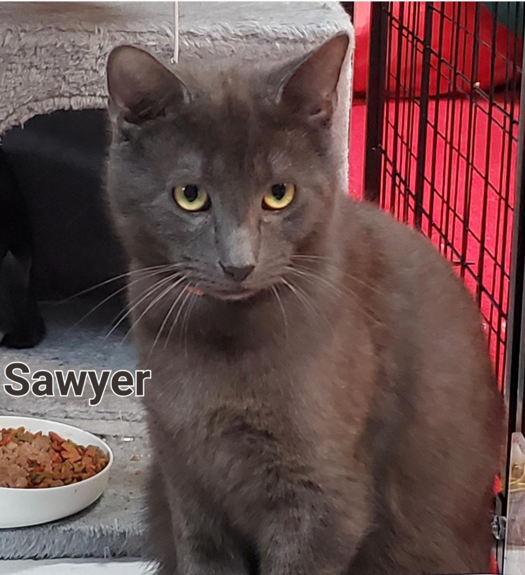 Enlarge Sawyer & Finn, a ADOPTABLE mixed breed in Mayfield, NY image 4/5