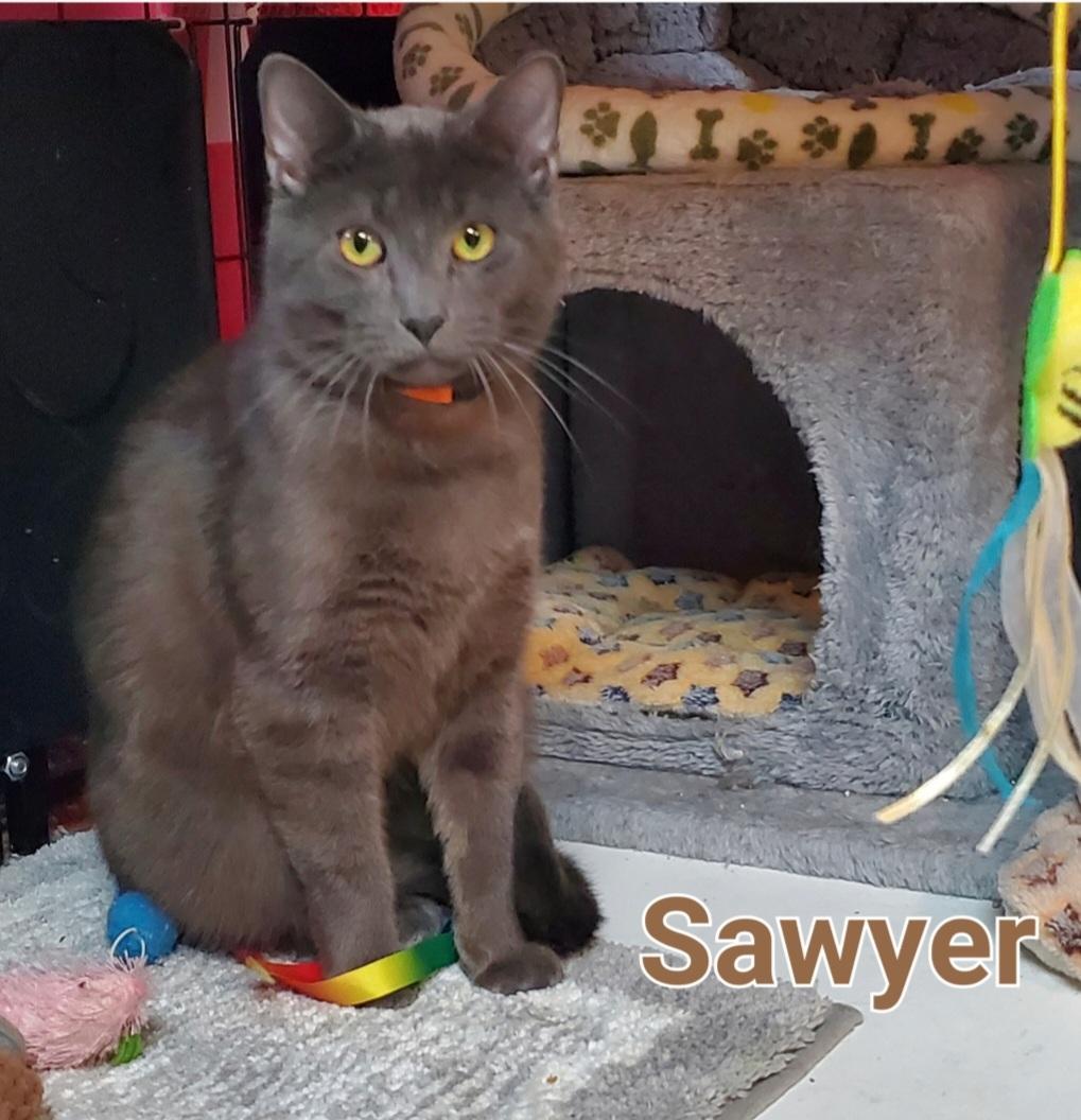 Enlarge Sawyer & Finn, a ADOPTABLE mixed breed in Mayfield, NY image 5/5