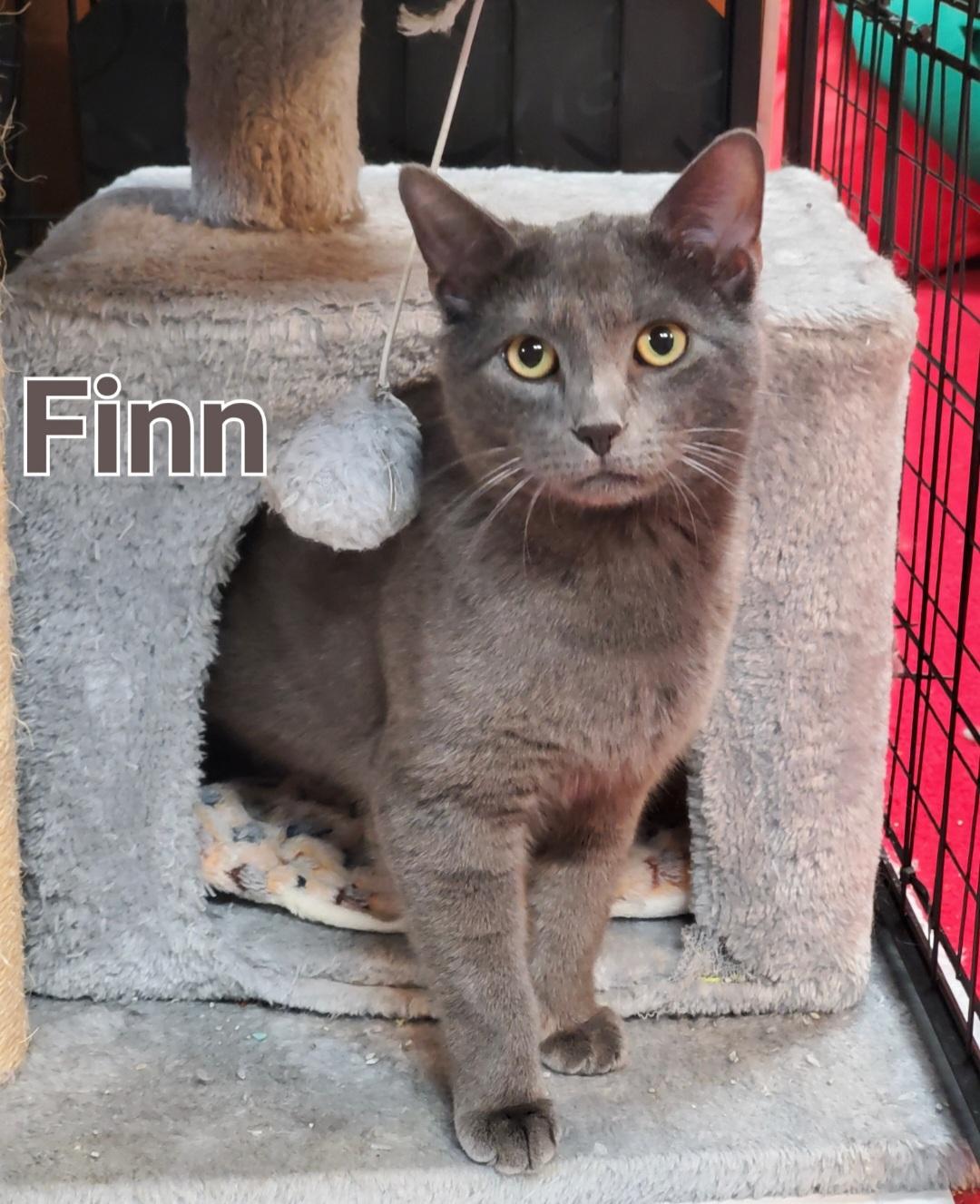 Enlarge Sawyer & Finn, a ADOPTABLE mixed breed in Mayfield, NY image 2/5