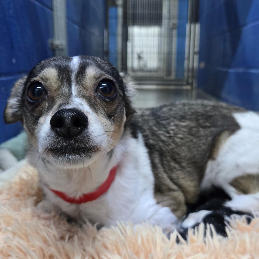 Skittles, Adoptable, Senior Female Terrier & Chihuahua.